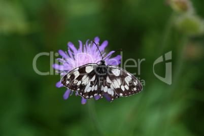 Melanargia galathea - A marbled white butterfly nectaring on a scabious flower