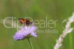 A close up view of a Large Skipper Butterfly