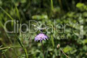 Melanargia galathea - A marbled white butterfly nectaring on a scabious flower