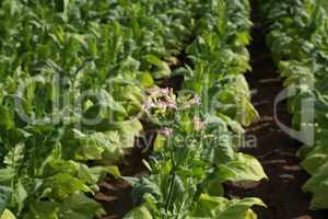 Green tobacco plants on a field in Germany