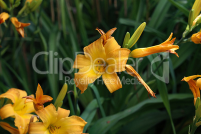 Full blooming of yellow lily in flower garden