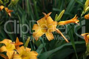 Full blooming of yellow lily in flower garden