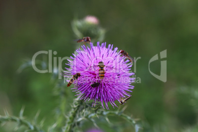 Bright flies on purple flower of the thistle