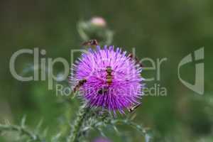 Bright flies on purple flower of the thistle