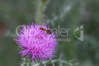 Bright flies on purple flower of the thistle