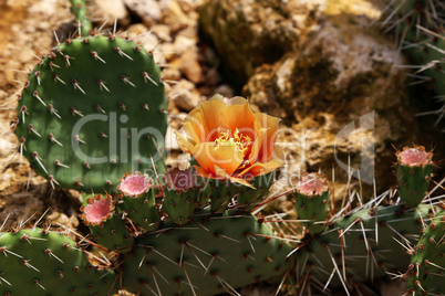 Blooming Prickly Pear with cactus fruits and flowers outdoor