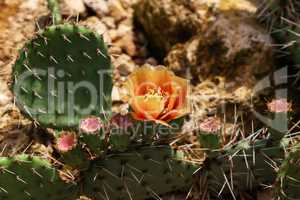 Blooming Prickly Pear with cactus fruits and flowers outdoor