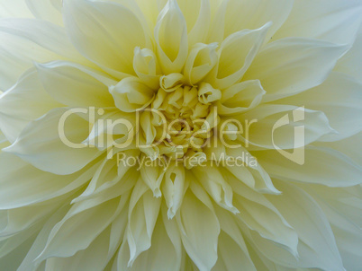 Light orange yellow dahlia flower macro photo.