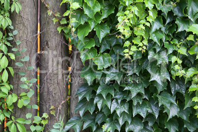 Ivy leaves growing thick on the wall