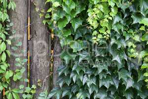 Ivy leaves growing thick on the wall