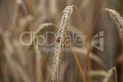 laybug on stem of a dried ear of wheat