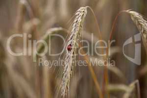 laybug on stem of a dried ear of wheat