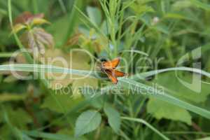 A close up view of a Large Skipper Butterfly