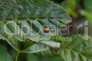 Ladybug on green leaf in a sunny day