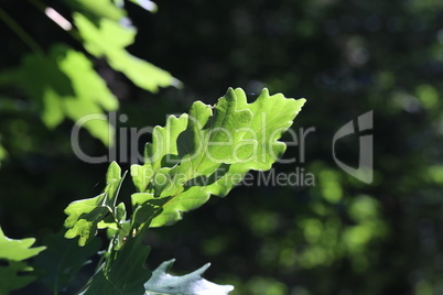 Green oak leaves in sunlight in forest