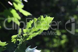 Green oak leaves in sunlight in forest