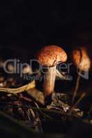 Honey mushroom in a forest