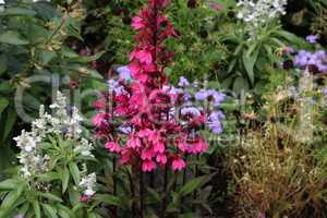 Different beautiful flowers on the flowerbed in the garden