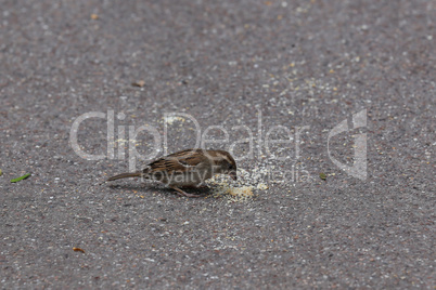 Sparrow collects bread crumbs on the pavement