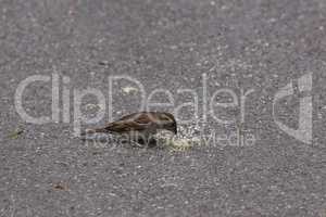 Sparrow collects bread crumbs on the pavement