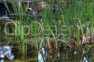 Young green reeds grow on the lake