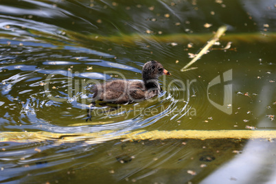 Coot nestling swim along the river in search of its nest