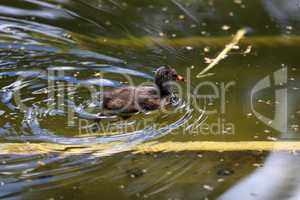 Coot nestling swim along the river in search of its nest