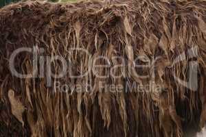 background texture of wild brown hair scottish cow