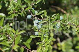 Blackthorn branch with ripening berries and green leaves