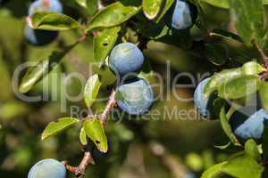 Blackthorn branch with ripening berries and green leaves