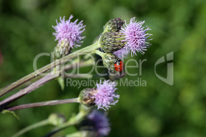 Ladybug on a flower on a sunny day