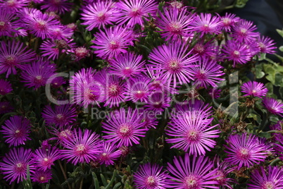 Beautiful cactus plant of the genus Delosperma bloom