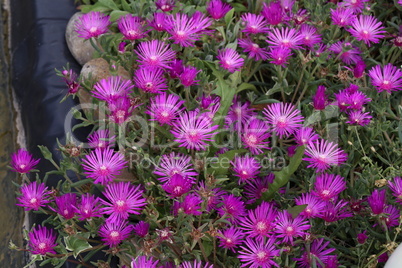 Beautiful cactus plant of the genus Delosperma bloom