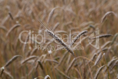 Golden ears of rye growing in the field