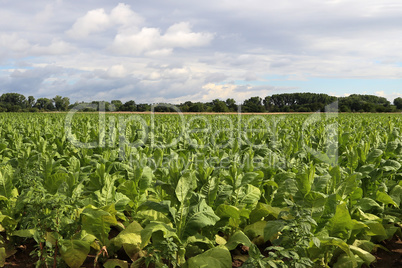 Green tobacco plants on a field in Germany