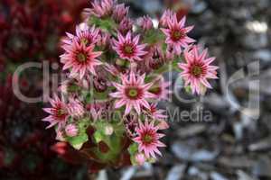 Sempervivum marmoreum - Wild plant shot in summer