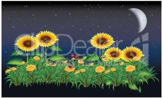 sunflower in night, moon light in a garden
