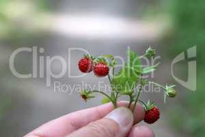 Wild strawberry in the hands of man