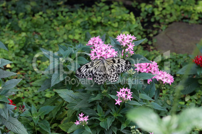 Tree nymph butterfly apparently feeding on flower