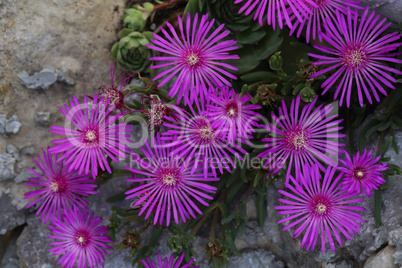 Beautiful cactus plant of the genus Delosperma bloom