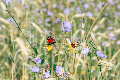 Two european peacock butterflies on the yellow flowers