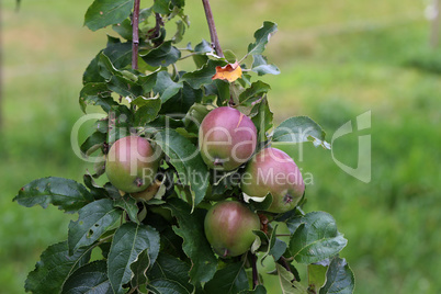 Green apples ripen on tree branches in Summer