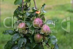 Green apples ripen on tree branches in Summer