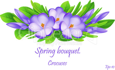 first flowers.  beautiful spring flowers crocuses . Cute compositions from spring crocuses for decoration . Eps10