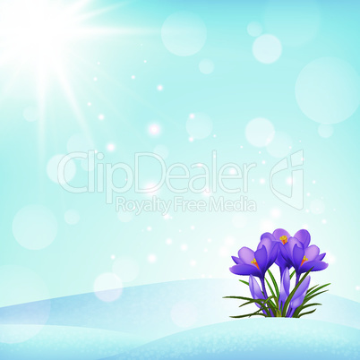 spring background. flower crocus in snow. View of magic blooming spring flowers crocus growing in the sunlight. EPS 10