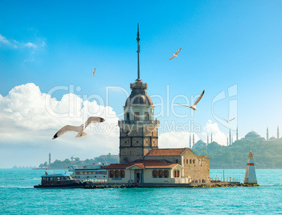 Seagulls near Maiden Tower