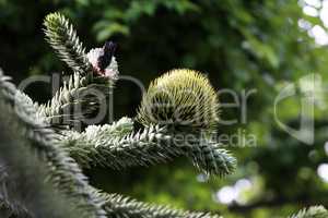 Green Branch of Araucaria araucana, Monkey puzzle tree.