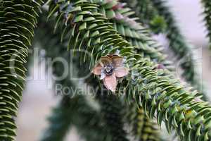 Green Branch of Araucaria araucana, Monkey puzzle tree.