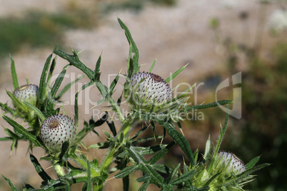thistle flower in the field in summer