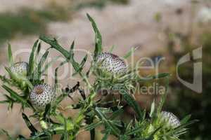 thistle flower in the field in summer